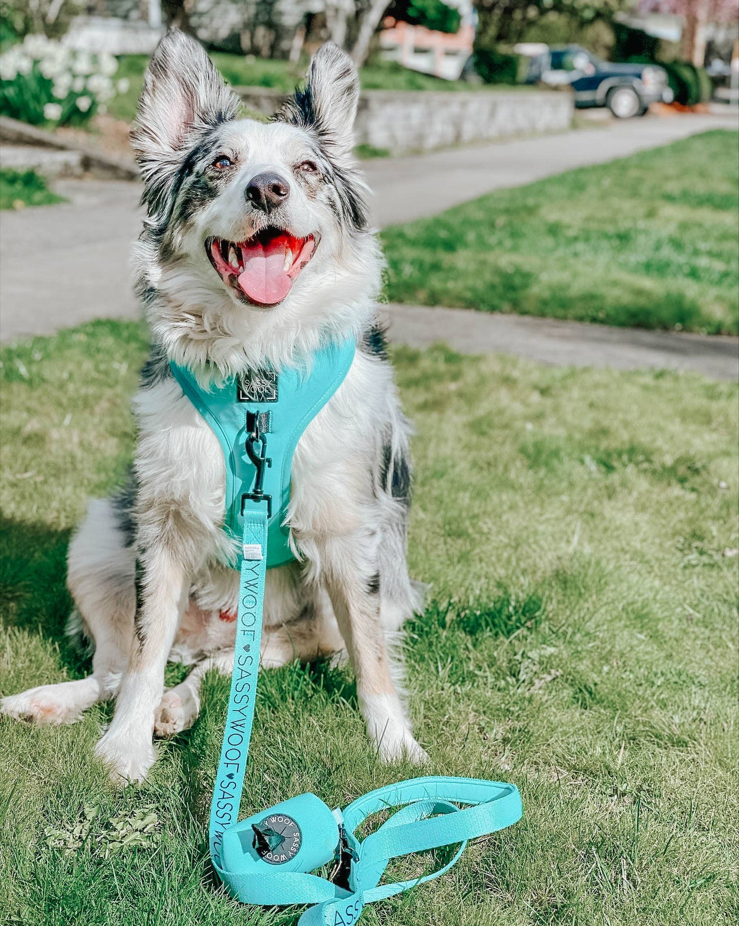 Dog Adjustable Harness - Neon Blue