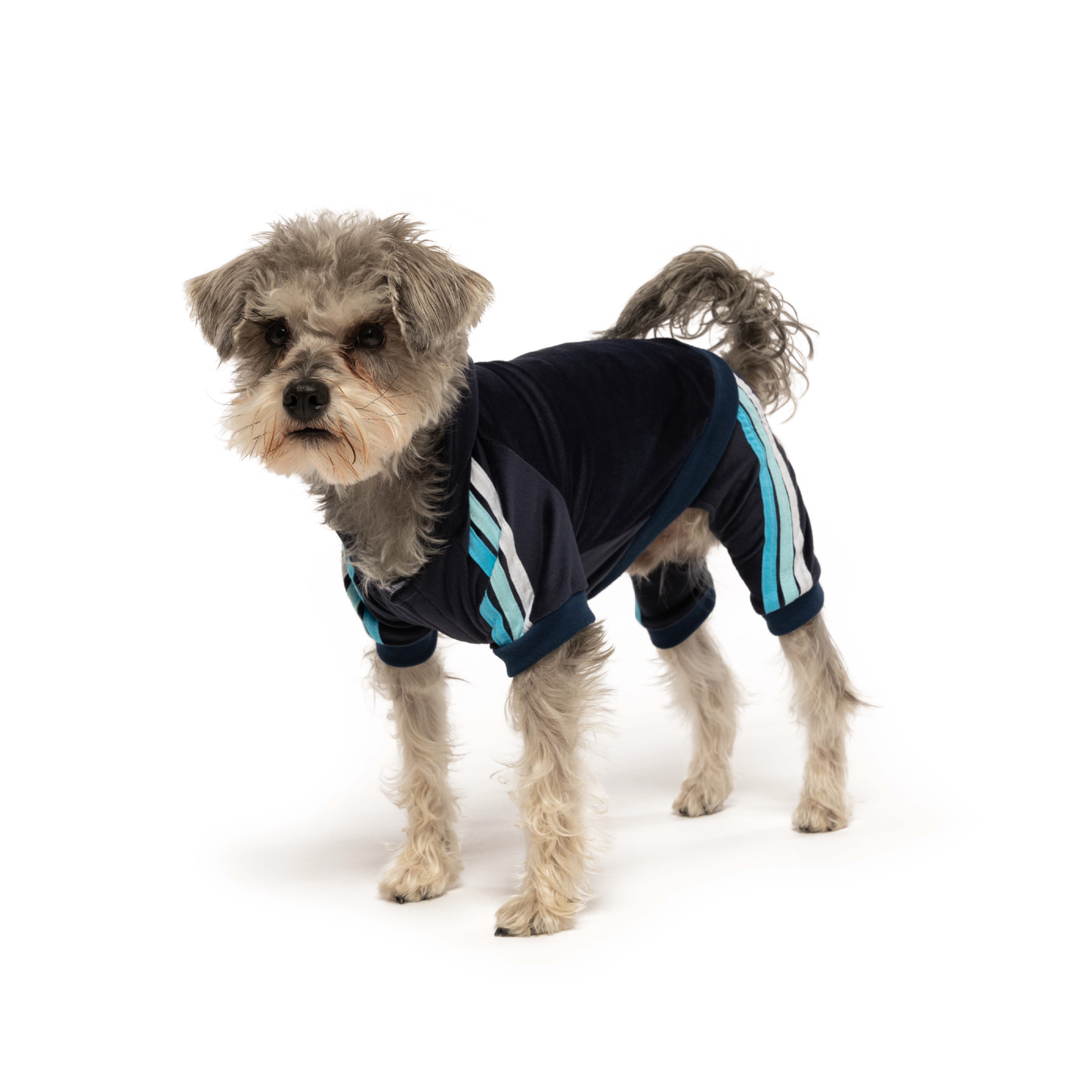 Navy Velour Dog Jogger
