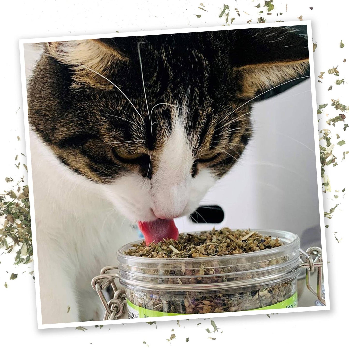 Meowijuana Jar of Pawty Mix