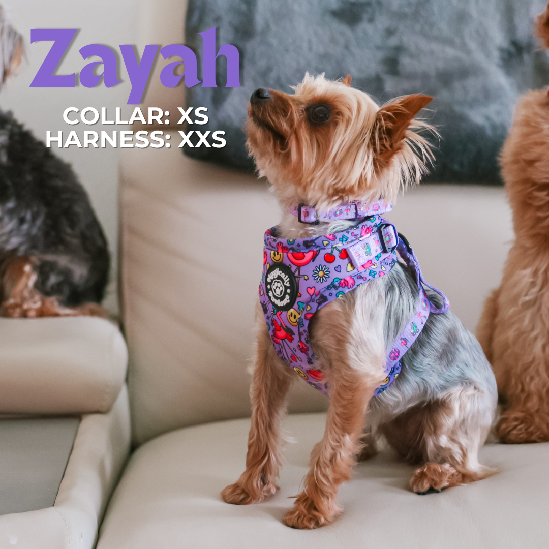 DOG ADJUSTABLE HARNESS - I'M FLAMAZING!