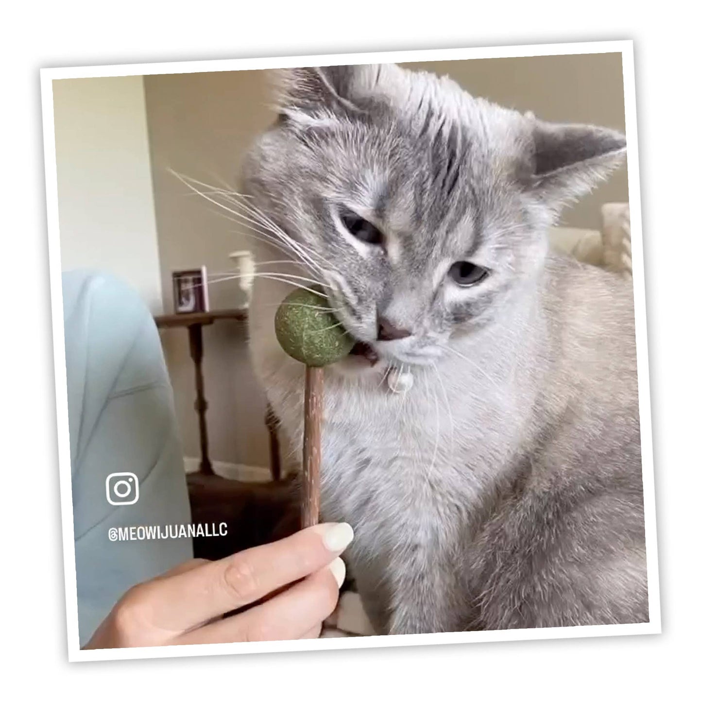 Meowijuana Catnip & Silvervine Lollies