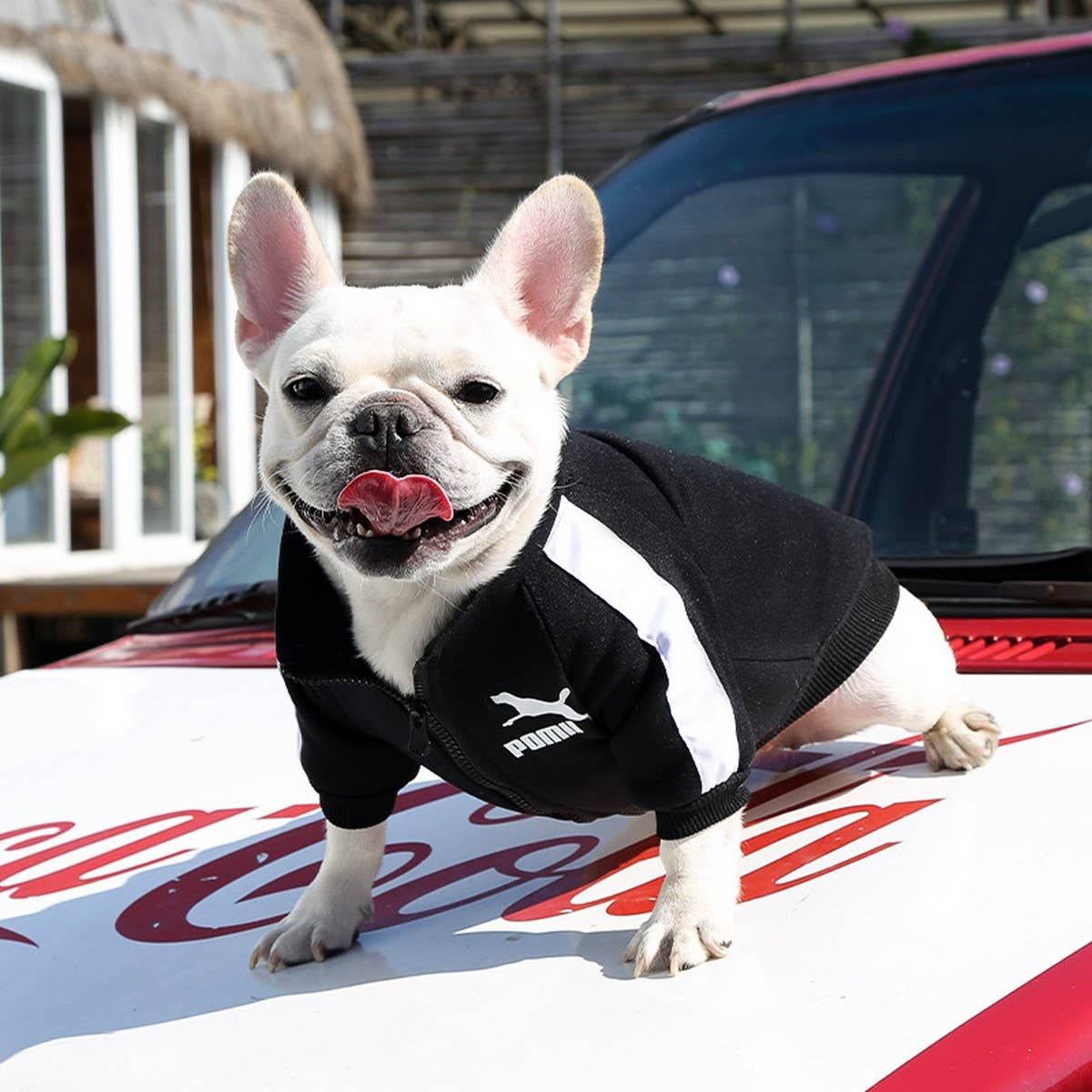 Letter Print Pet Hoodie