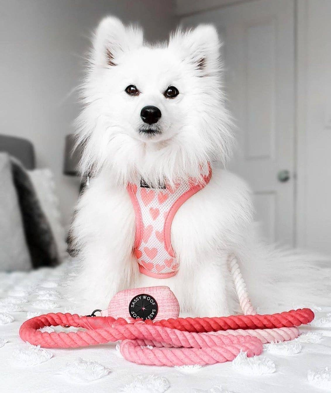 Dog Rope Leash - Ombre Pink