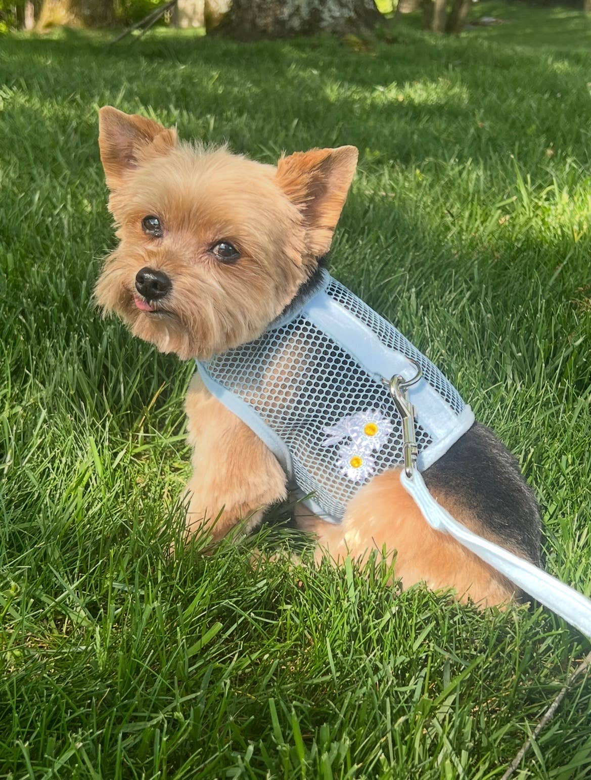 Cool Mesh Dog Harness - Blue Daisy