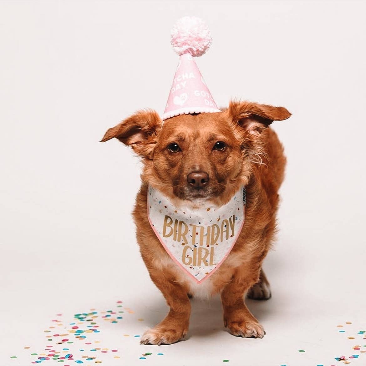 "Confetti" Birthday Girl and Birthday Boy Dog Bandana