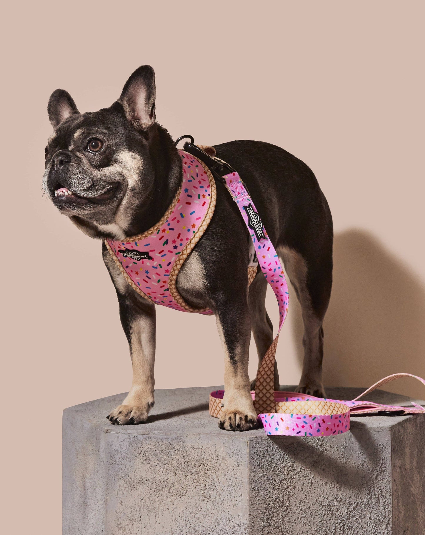 Sprinkle Me Pink Dog Leash - Dog Birthday