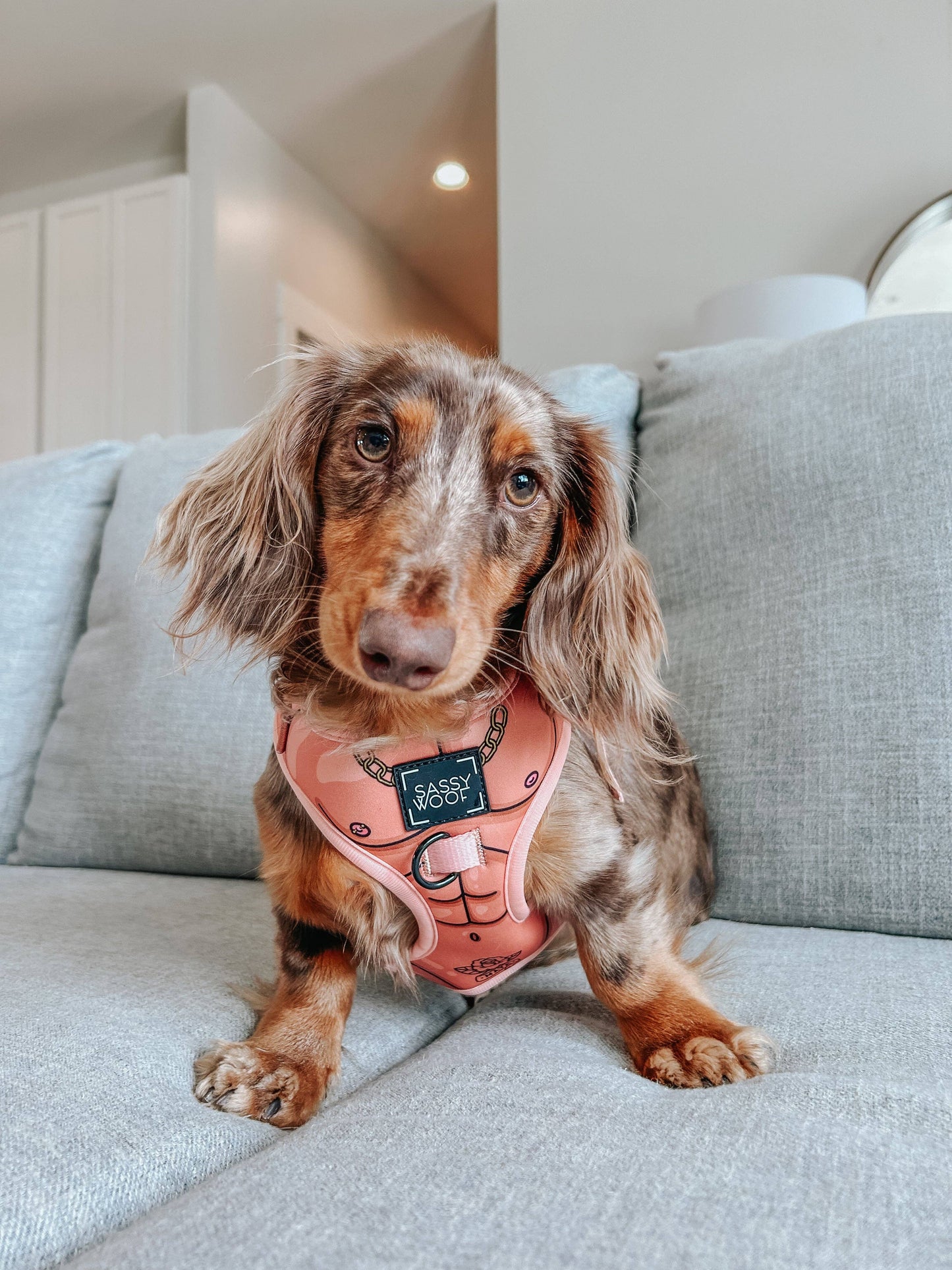 Dog Adjustable Harness - Muscle Bod