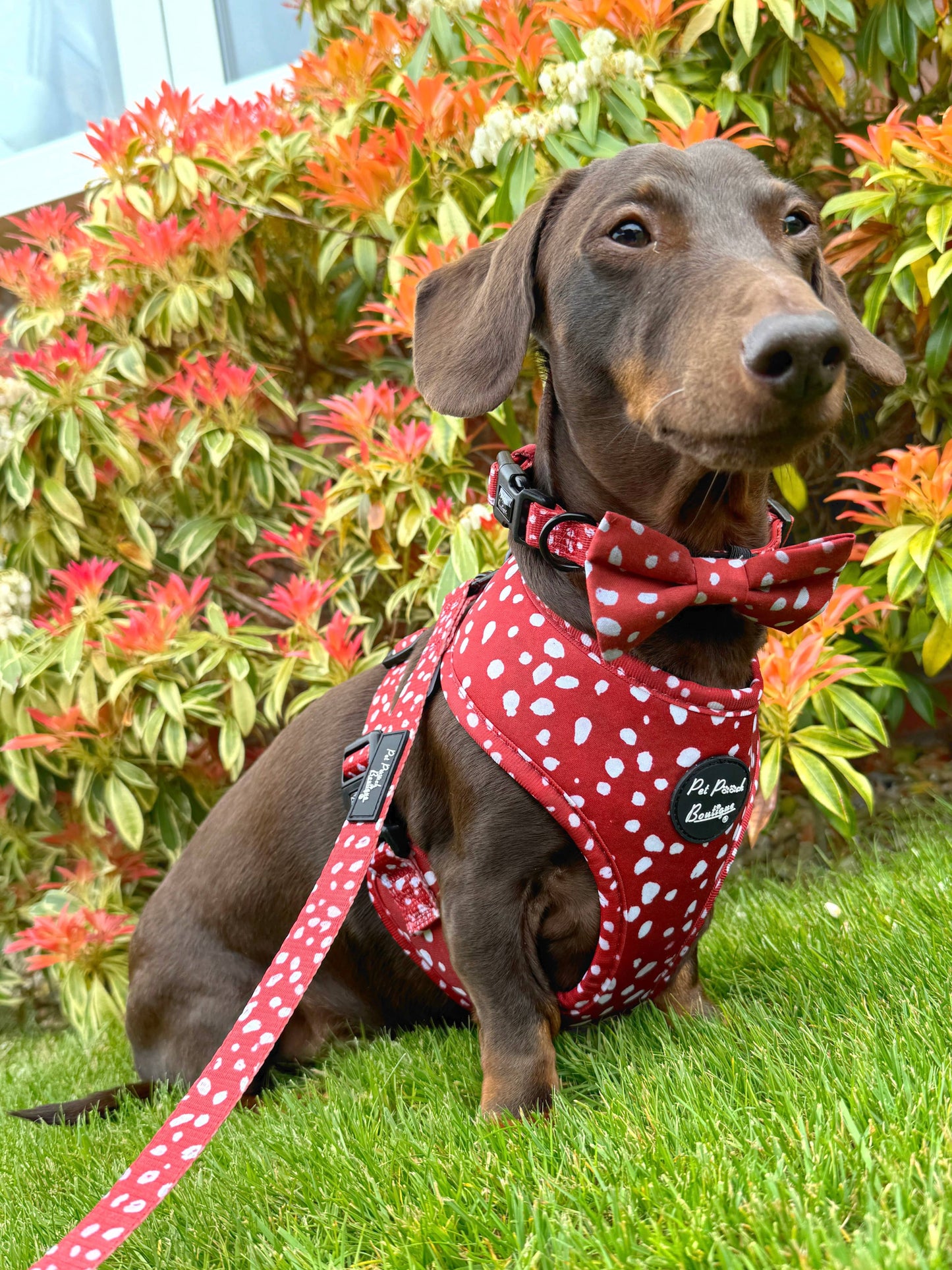 Poppy Toadstool Polkas Dog Harness With Optional Accessories