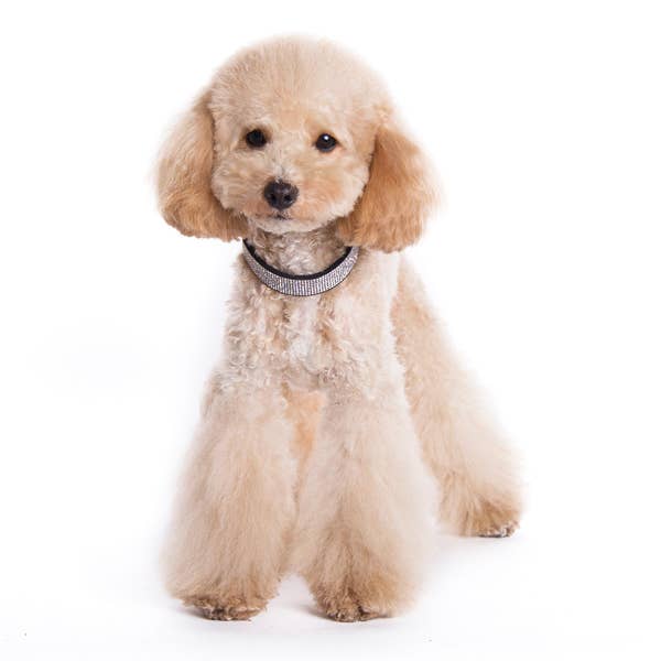 VIP Bling Collar