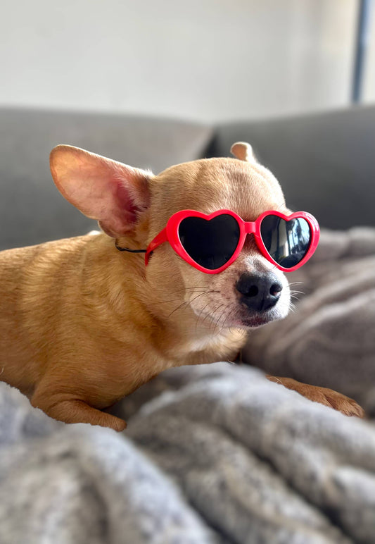 My Fab Sunnies- Dog Sunglasses