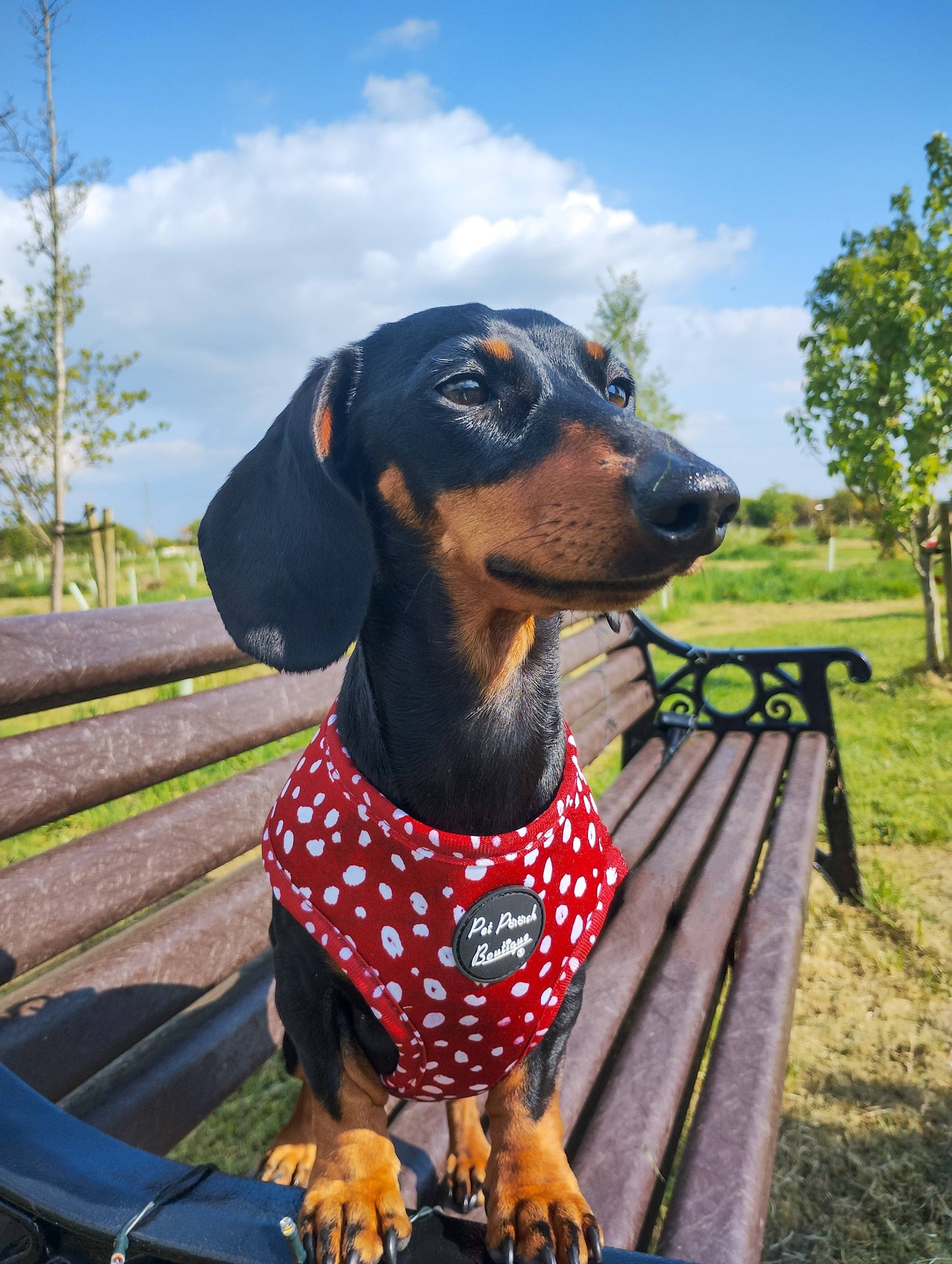 Poppy Toadstool Polkas Dog Harness With Optional Accessories
