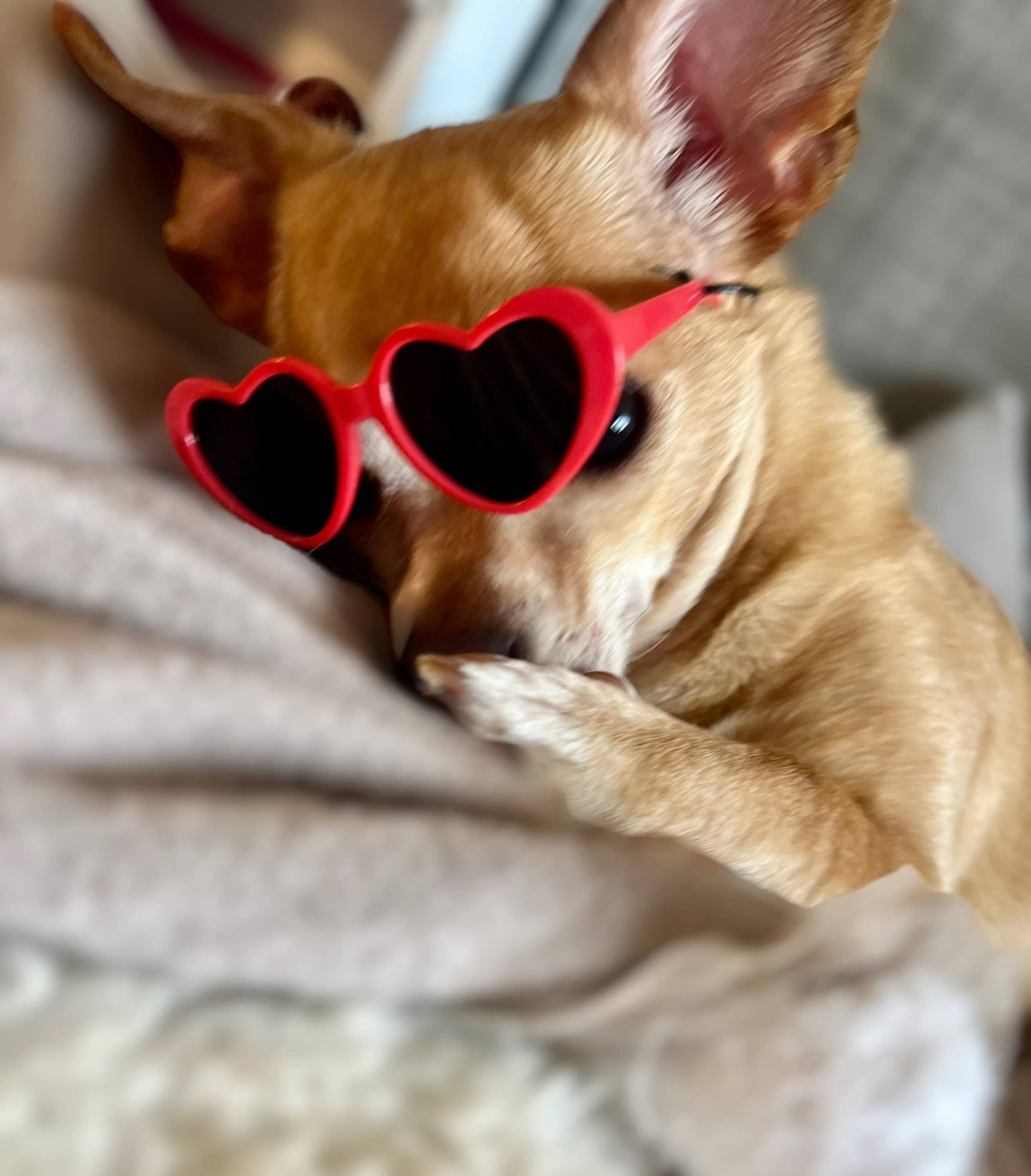 My Fab Sunnies- Dog Sunglasses