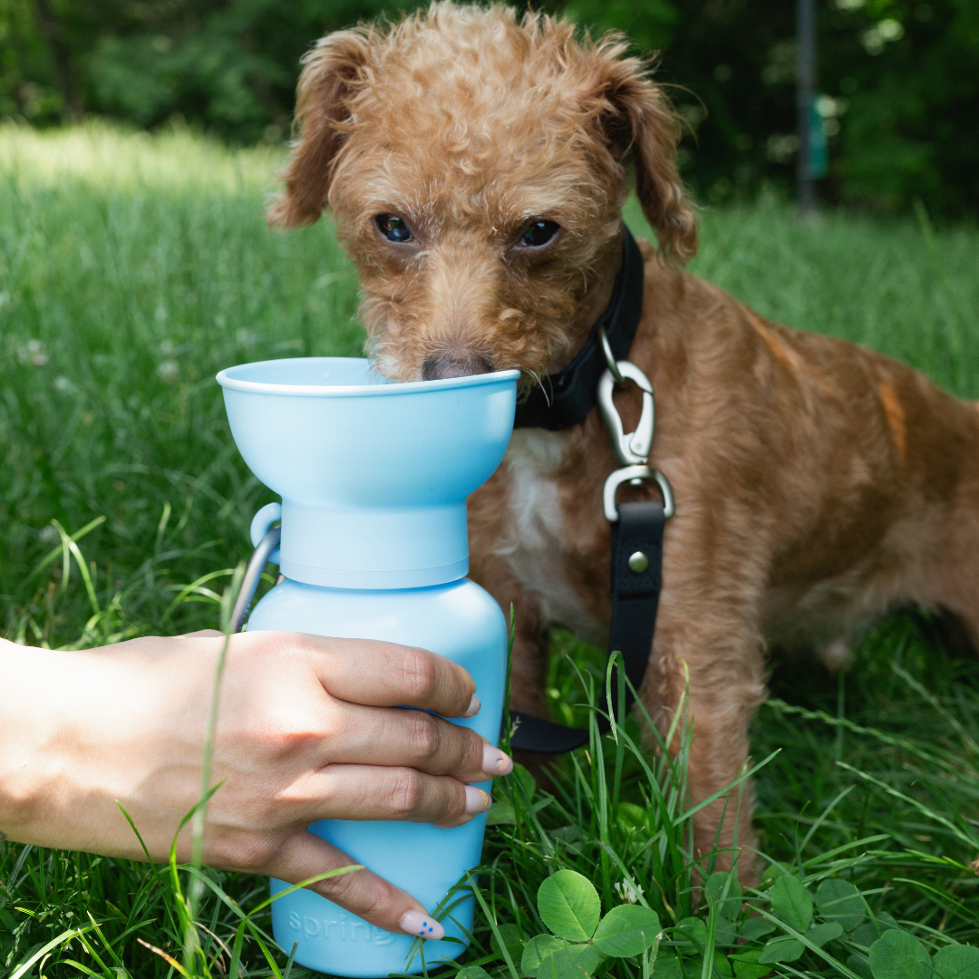 Dog Travel Water Bottle, 20oz, Flip Silicone (Mixed 12 Pack)