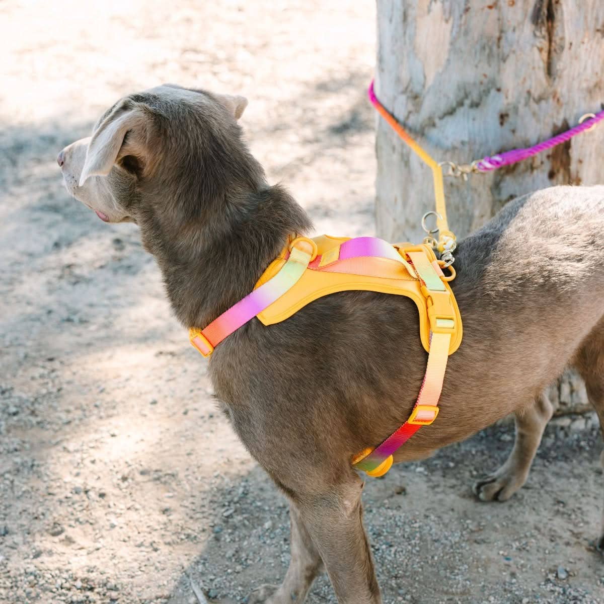 Roxy Hands-Free Leash | Multifunctional Dog Leash