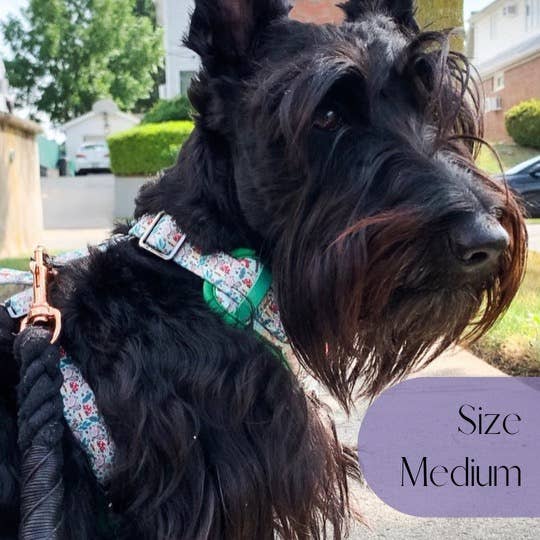 Feelin Squirrely Adjustable Dog Harness – Woodland Animal