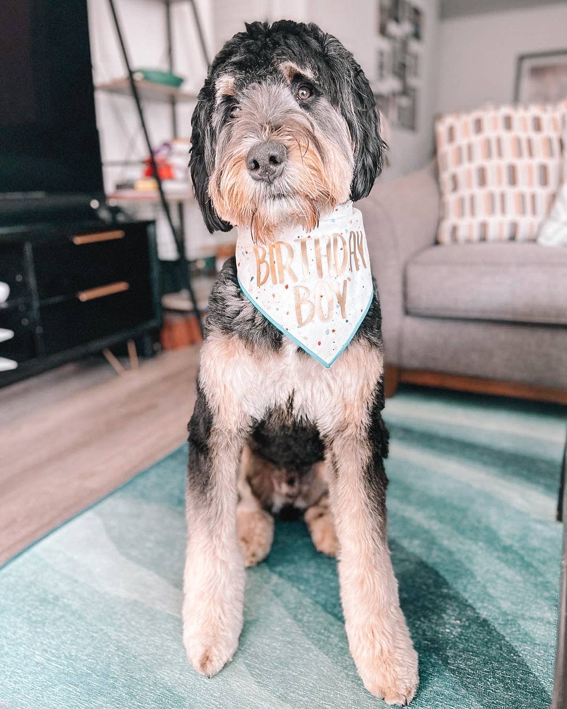 "Confetti" Birthday Girl and Birthday Boy Dog Bandana