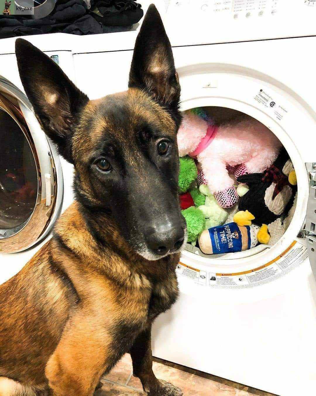 Pet Natural Laundry Detergent Basil