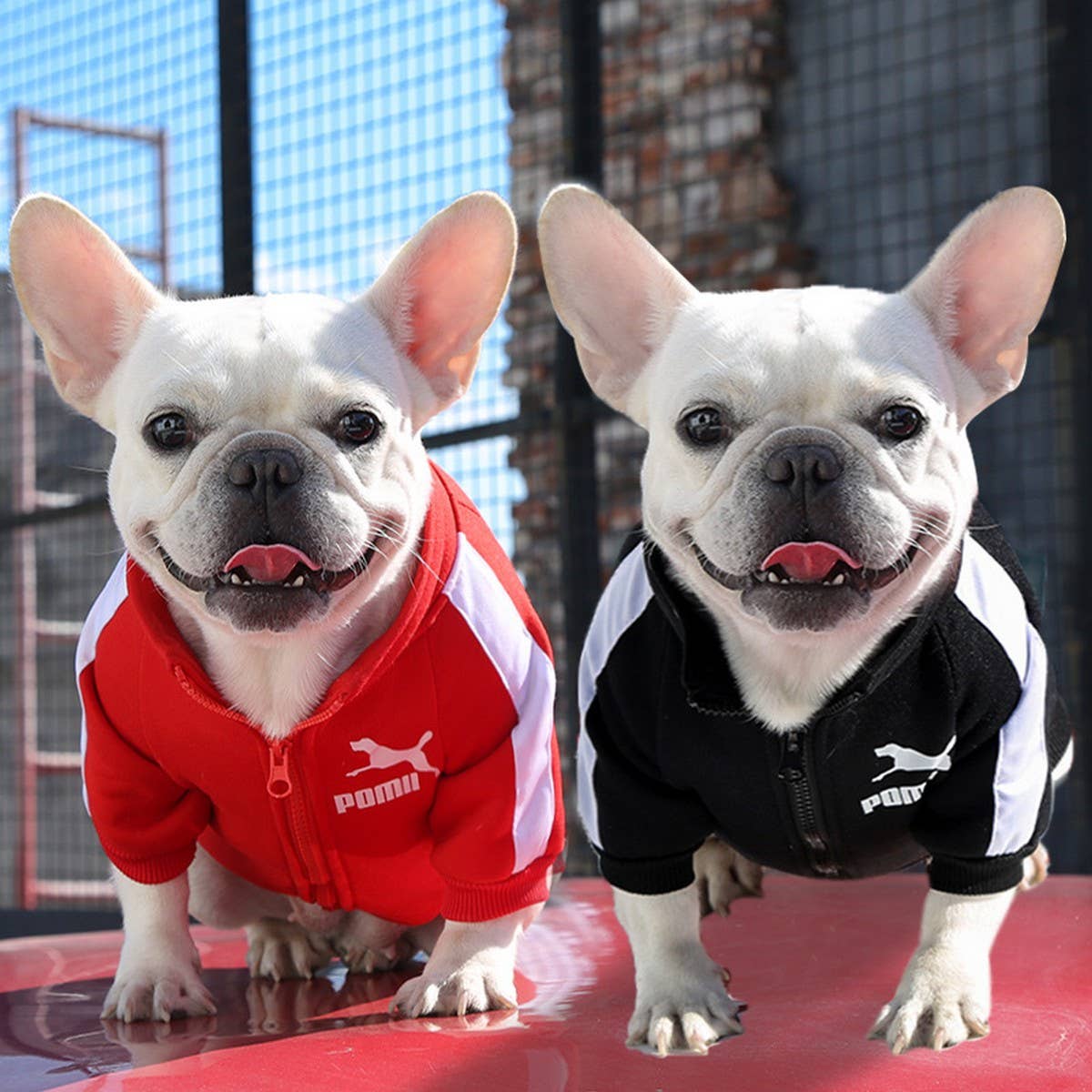 Letter Print Pet Hoodie
