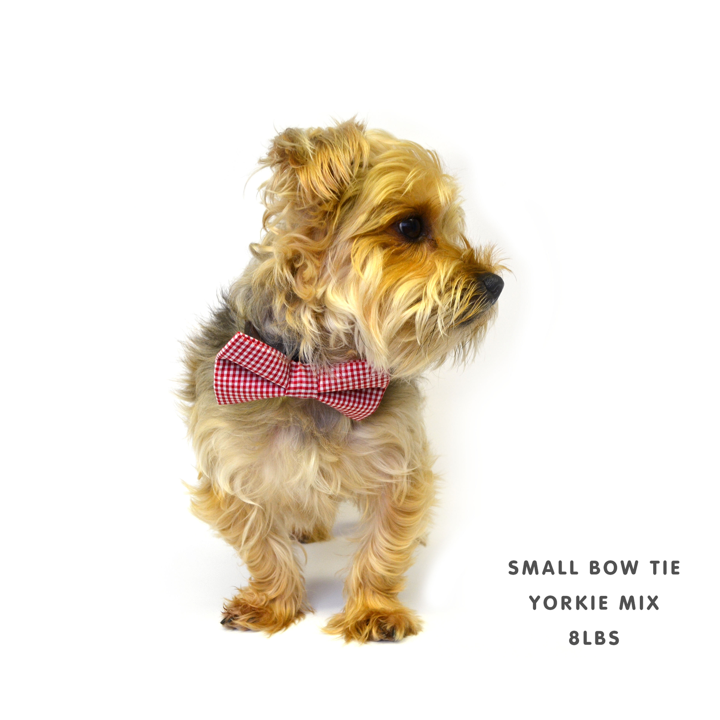 Pink Dog Bow Tie