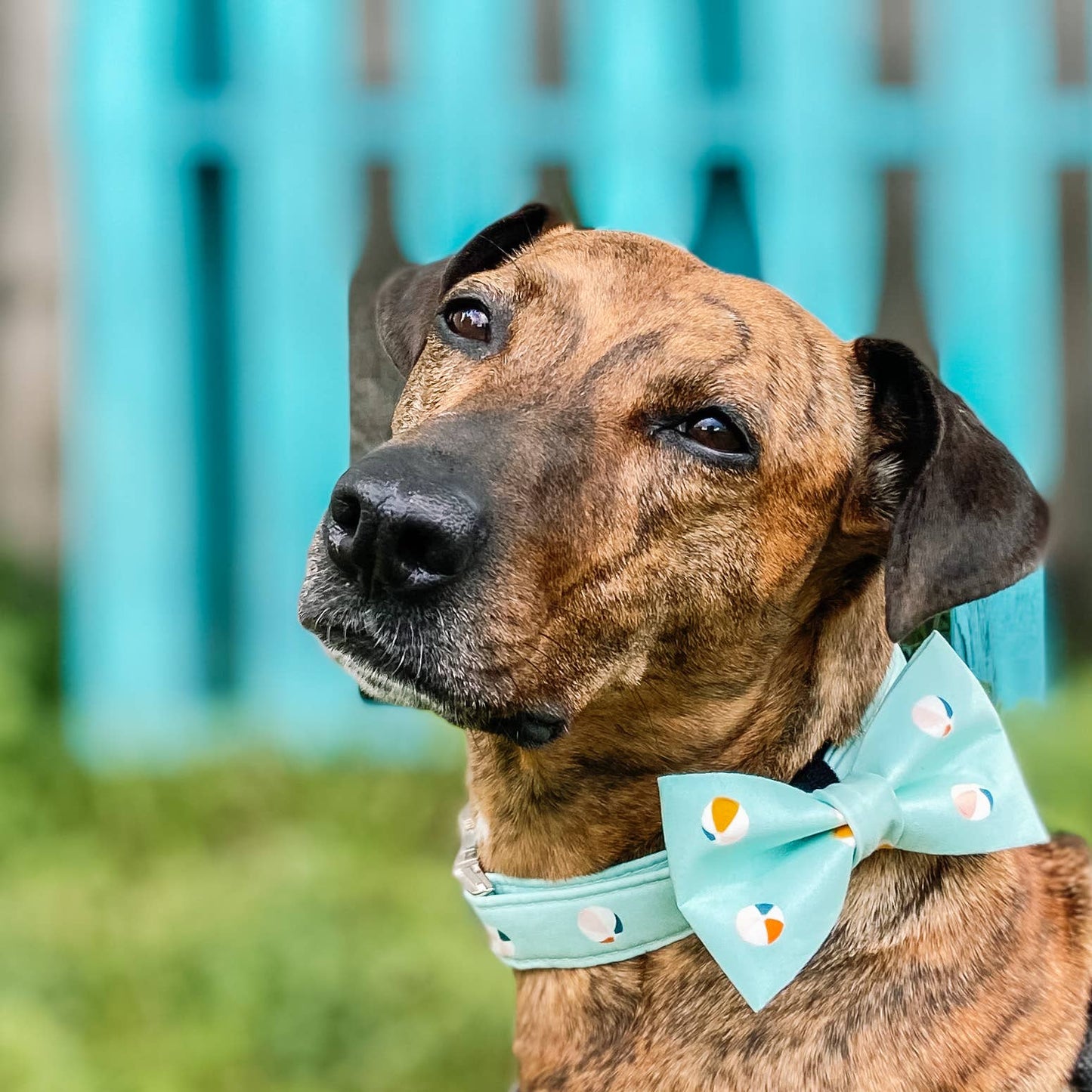 Beach balls summer aqua dog collar metal buckle