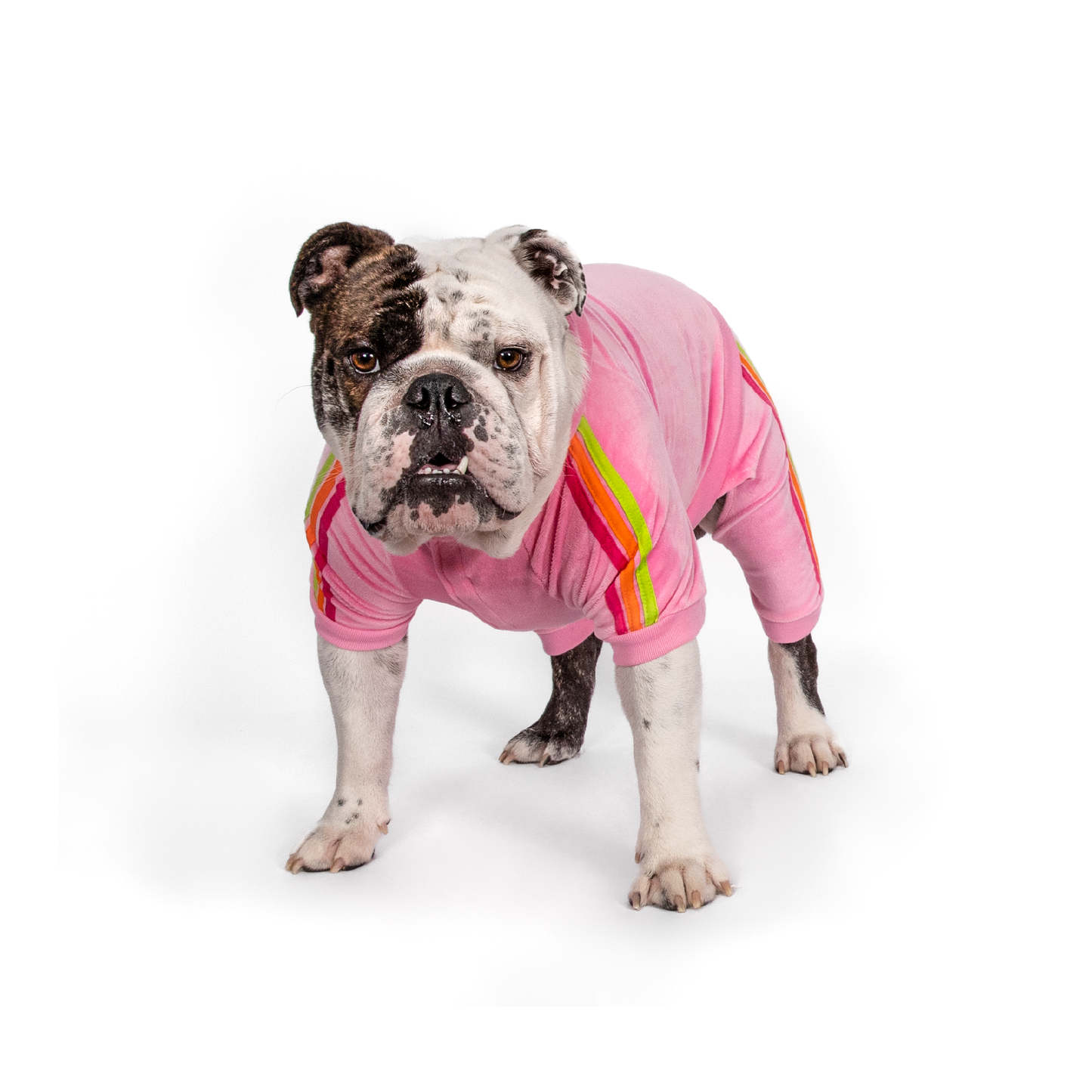 Pink Velour Dog Jogger