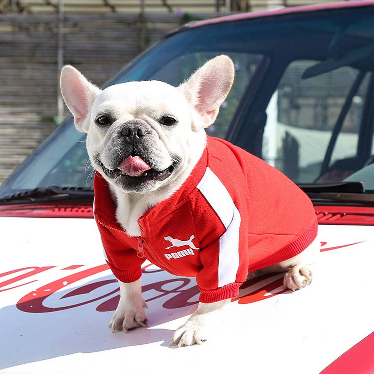 Letter Print Pet Hoodie