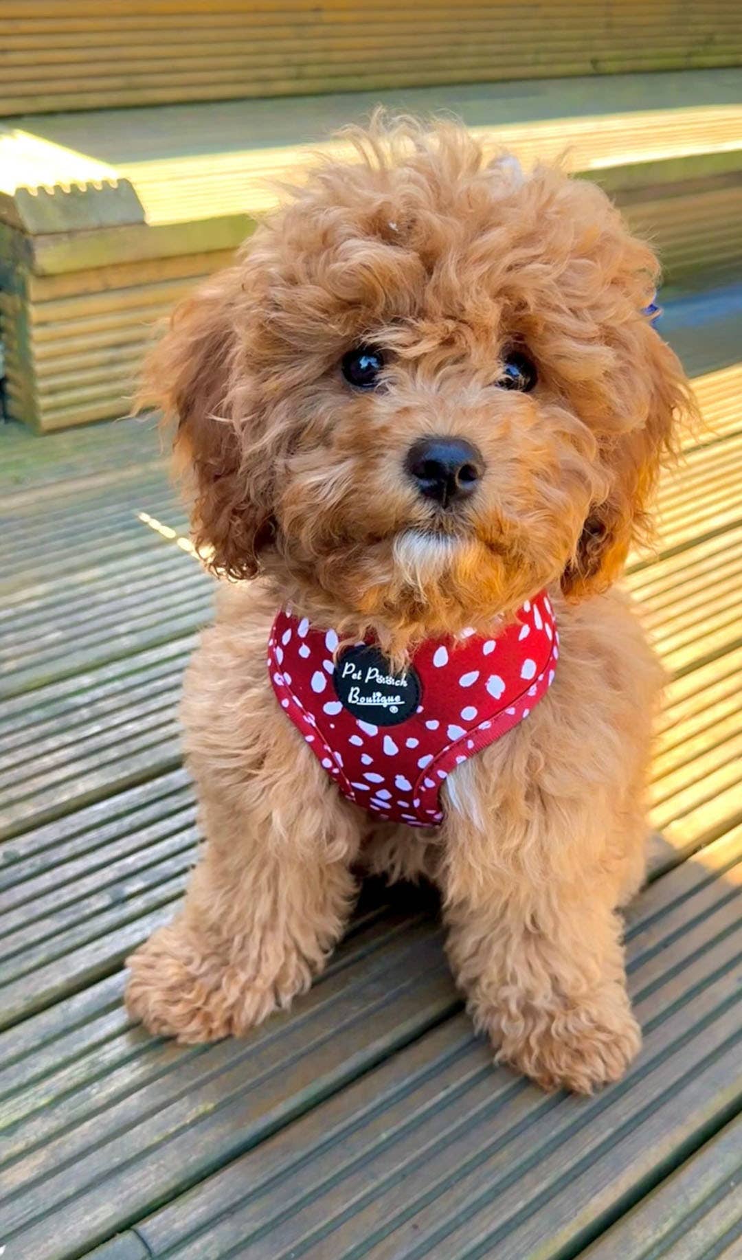 Poppy Toadstool Polkas Dog Harness With Optional Accessories