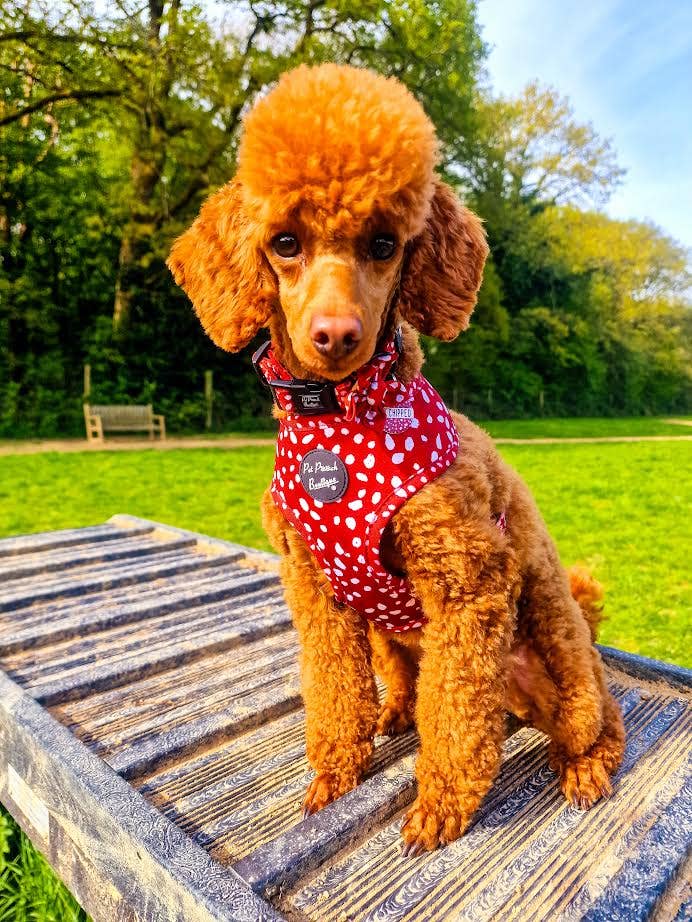 Poppy Toadstool Polkas Dog Harness With Optional Accessories