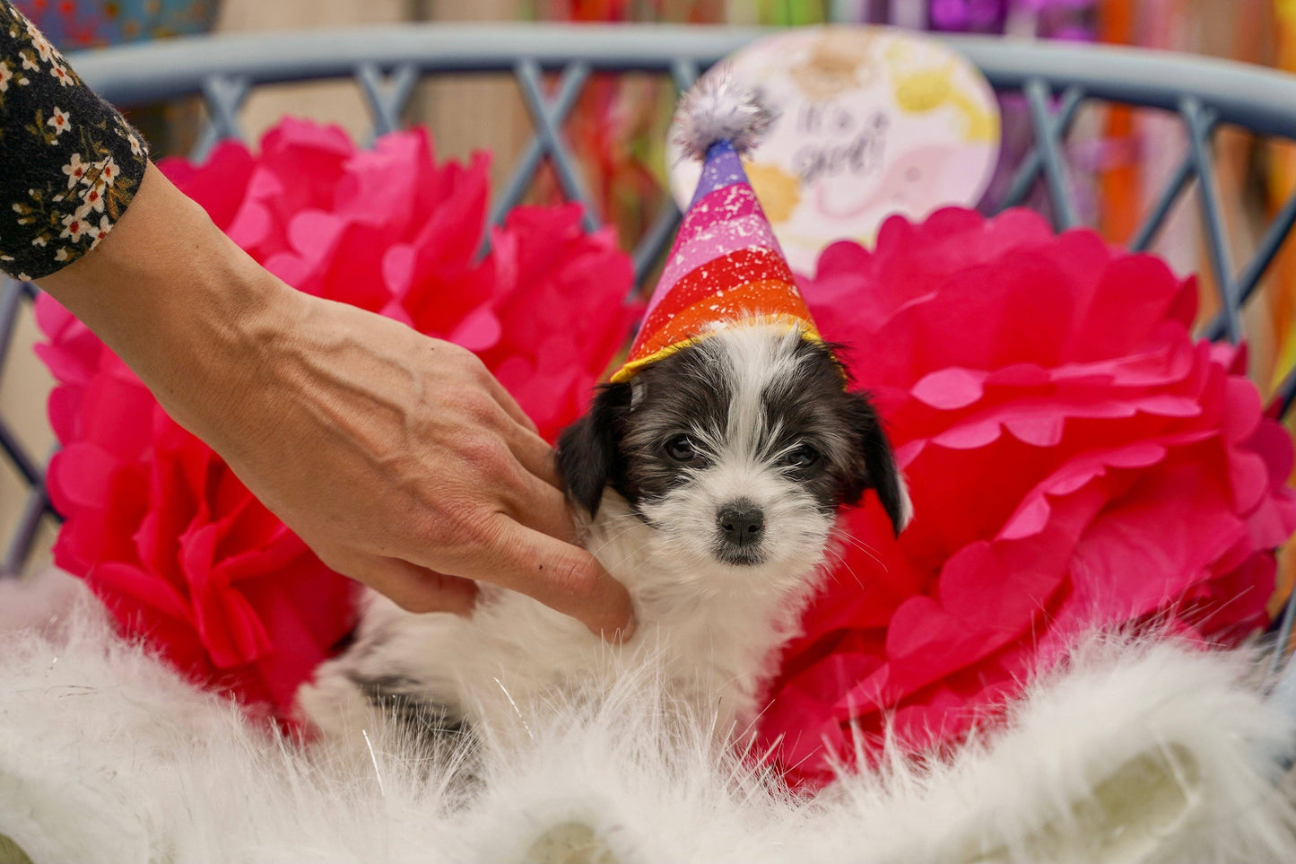 Bright rainbow Gotcha day Pawty hat dog birthday hat