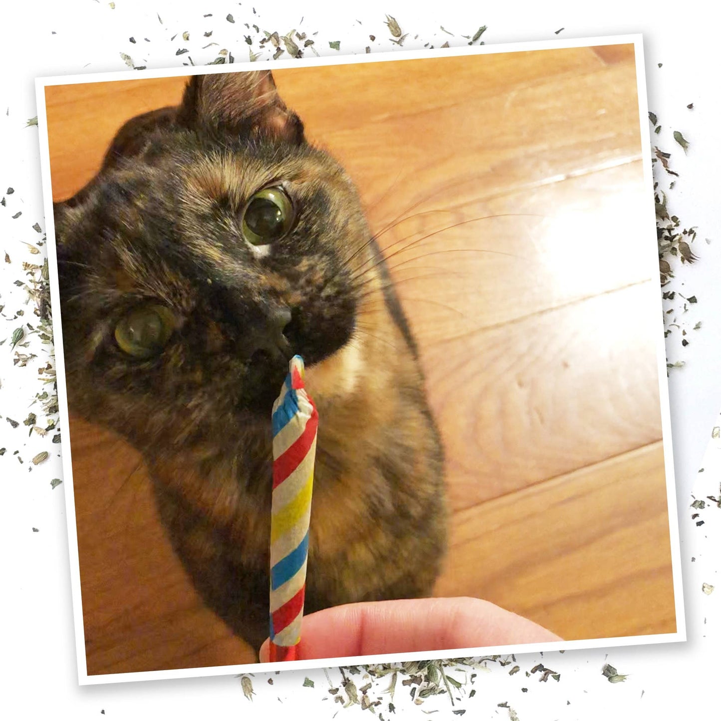 Meowijuana Birthjays - Party Sized Catnip Joints
