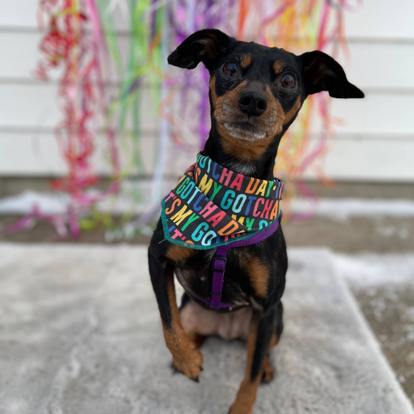 Bright rainbow gotcha day rescue dog barkday bandana