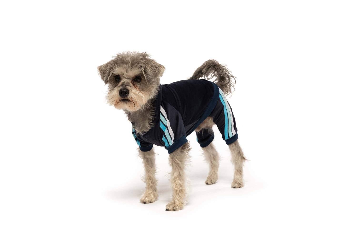 Navy Velour Dog Jogger
