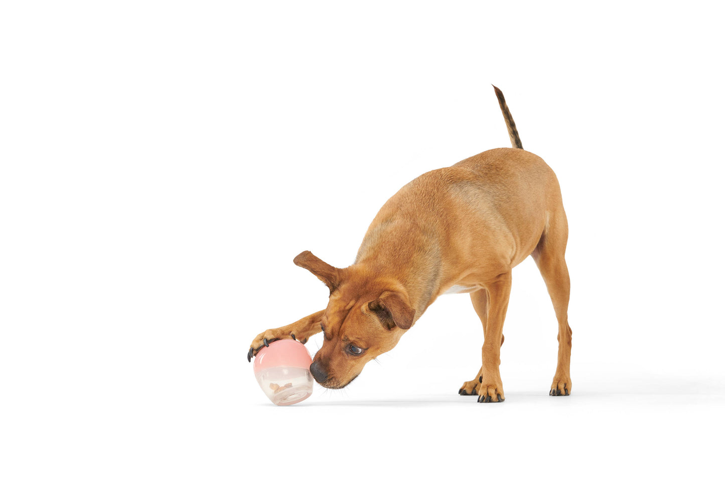 BARK Super Chewer Valentine's Tipsy Rosé Rubber Wine Dog Toy