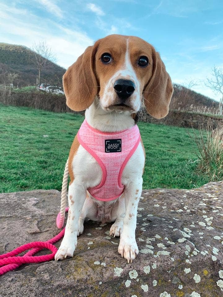 Dog Rope Leash - Ombre Pink