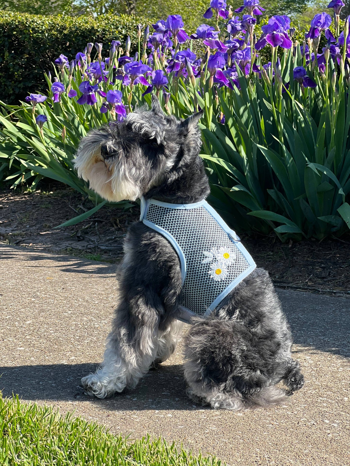 Cool Mesh Dog Harness - Blue Daisy