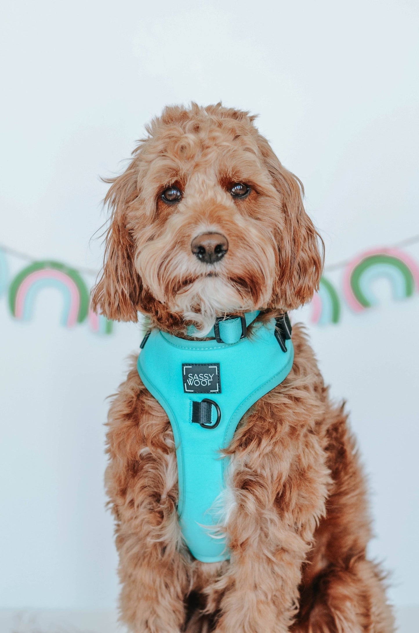 Dog Adjustable Harness - Neon Blue